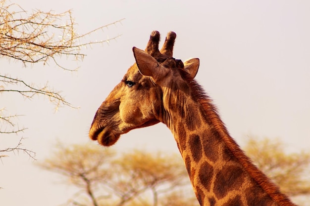 Wilde Afrikaanse dieren Close-up Zuid-Afrikaanse giraf of Kaapse giraf