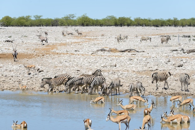 Wilde Afrikaanse dieren gnu kudu orix springbok zebra's drinkwater in waterput