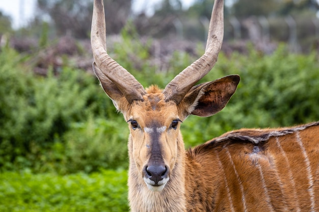 Wilde Afrikaanse dieren