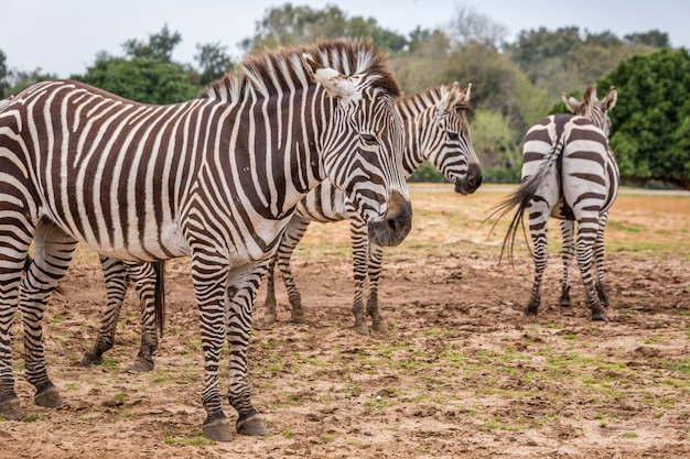 Wilde Afrikaanse dieren