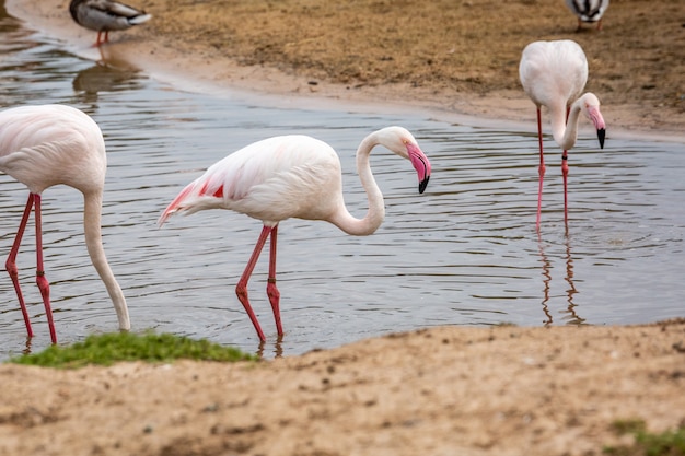 Wilde Afrikaanse dieren