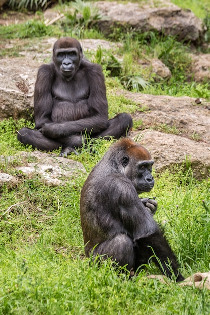 Wilde Afrikaanse dieren