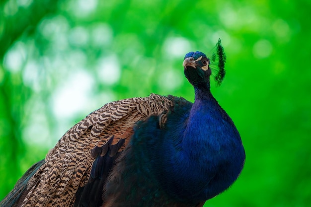 Wilde afrikaanse leven close-up van de schattige pauw helder vogel op een wazige achtergrond