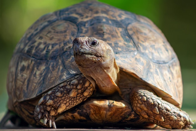 Wilde afrikaanse leven. close up van een schattige schildpad liggend op de savanne op een zonnige dag