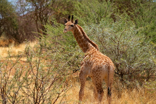 Wilde afrikaanse leven. een baby zuid-afrikaanse giraf op savanne op een zonnige dag. namibië