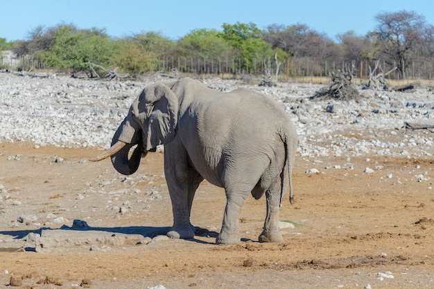 Wilde Afrikaanse olifant die in de savanne loopt