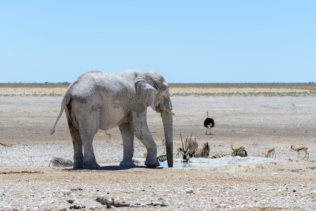 Wilde Afrikaanse olifant op de waterput in de savanne