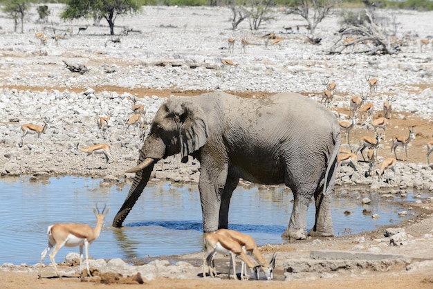 Wilde Afrikaanse olifant op waterhole in de savanne