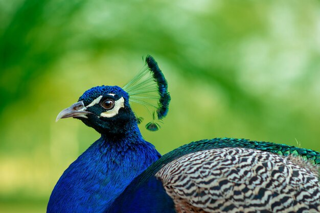 Wilde afrikaanse vogel. close-up van de schattige pauw (grote en heldere vogel) op een wazige achtergrond