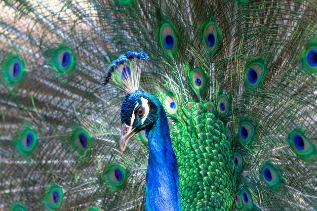 Foto wilde afrikaanse vogel portret van een mooie gekleurde mannelijke pauw met staartveren uit