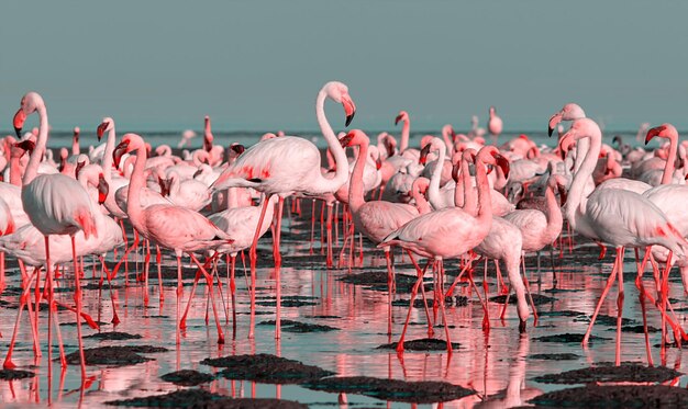 Wilde Afrikaanse vogels. Groep grote witte flamingo's in de Atlantische Oceaan op een zonnige dag