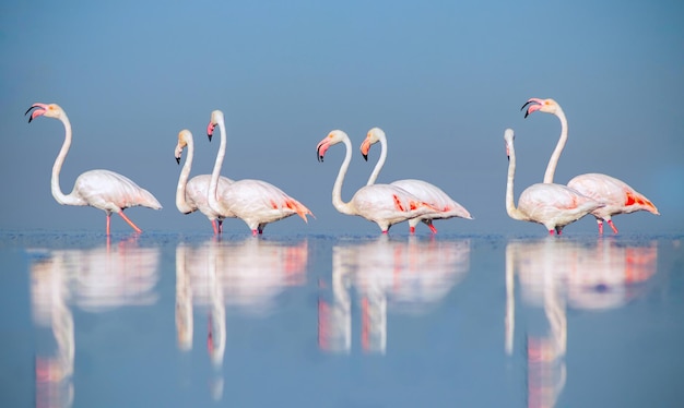 Wilde Afrikaanse vogels Groepsvogels van roze Afrikaanse flamingo's die op een zonnige dag rond de blauwe lagune lopen