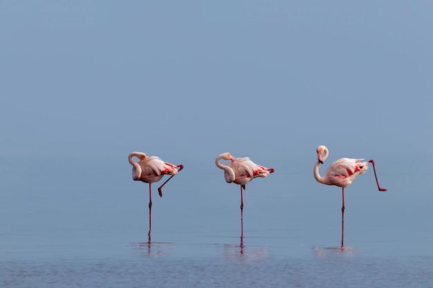 Wilde Afrikaanse vogels Groepsvogels van roze Afrikaanse flamingo's die op een zonnige dag rond de blauwe lagune lopen