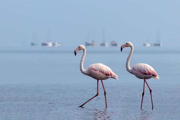 Wilde Afrikaanse vogels Twee vogels van roze Afrikaanse flamingo's die op een zonnige dag rond de blauwe lagune lopen