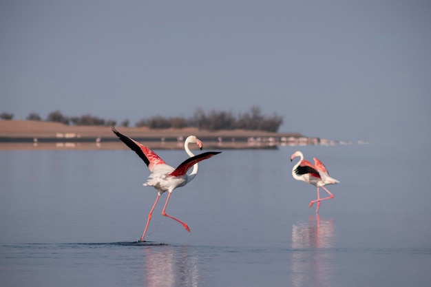 Wilde Afrikaanse vogels Zwerm roze Afrikaanse flamingo's die op een zonnige dag rond de blauwe lagune lopen op de achtergrond van een heldere lucht