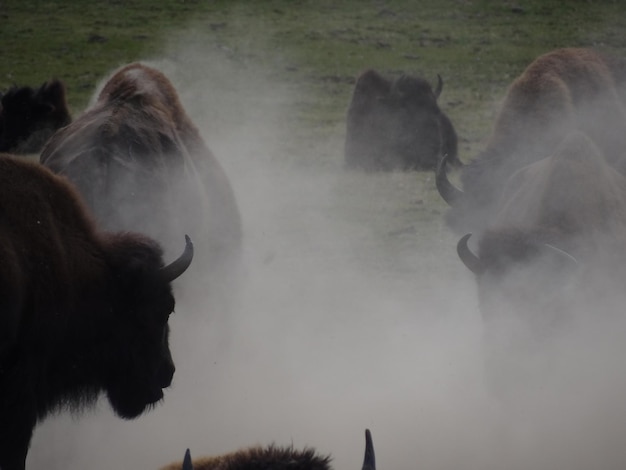 Foto wilde amerikaanse bison kudde bos bison in het grand canyon national park