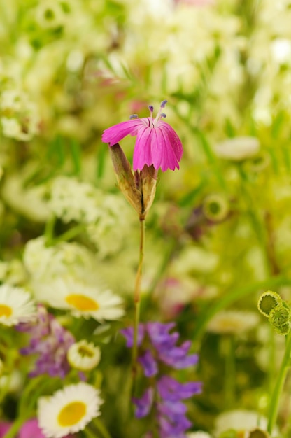 Wilde anjerbloem op groene weide, macro