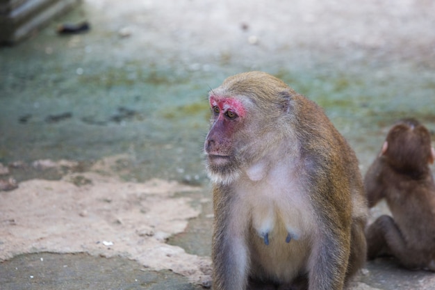 Wilde apen, bavianen in Thailand