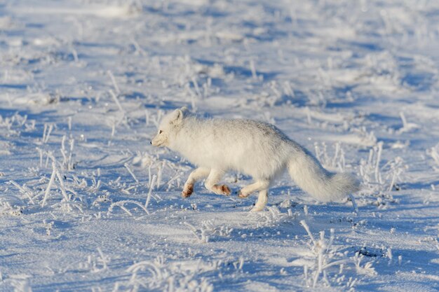 Wilde arctische vos Vulpes Lagopus in de toendra in de winter Witte arctische Vos