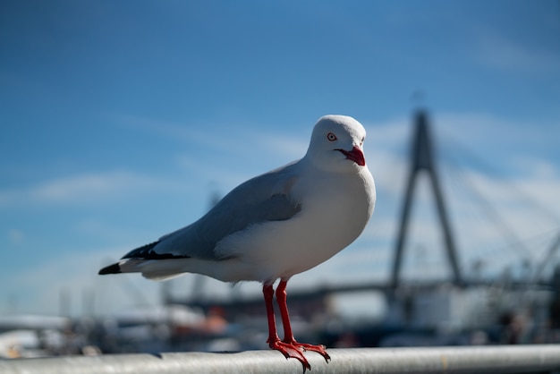 Wilde Australische zeemeeuwvogel