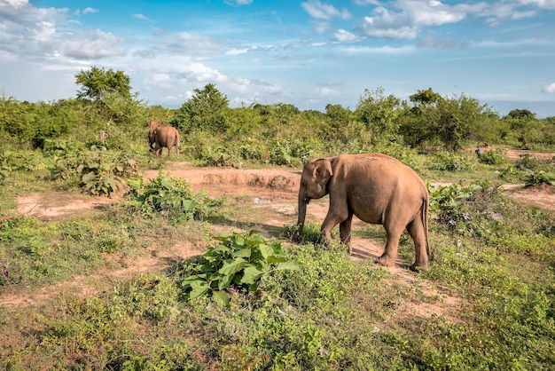 Wilde Aziatische olifanten in de wildernis