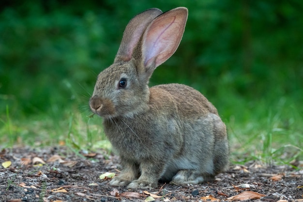 wilde babyhaas schattige konijntjes wild dier