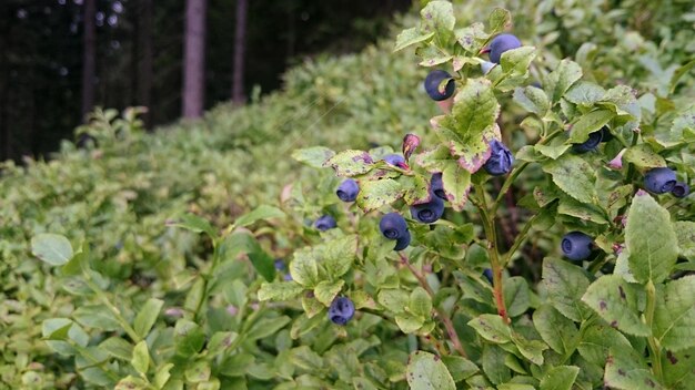 Foto wilde bessenplanten die op het veld groeien