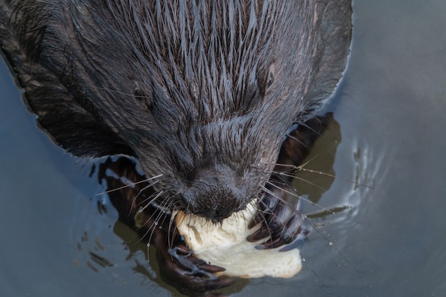 Foto wilde bever aan het eten in de rivier