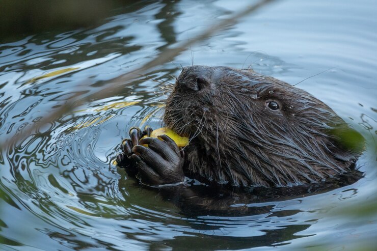 Foto wilde bever aan het eten in de rivier
