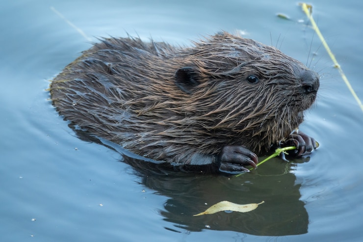 Foto wilde bever aan het eten in de rivier