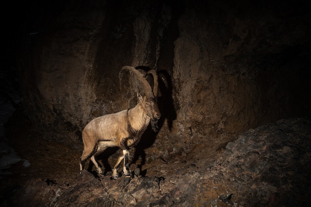 Wilde bezoar-geit in de natuurhabitat Bezoar-steenbok Capra aegagrus