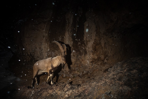 Wilde bezoar-geit in de natuurhabitat bezoar-steenbok capra aegagrus