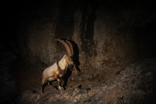 Wilde bezoar-geit in de natuurhabitat Bezoar-steenbok Capra aegagrus