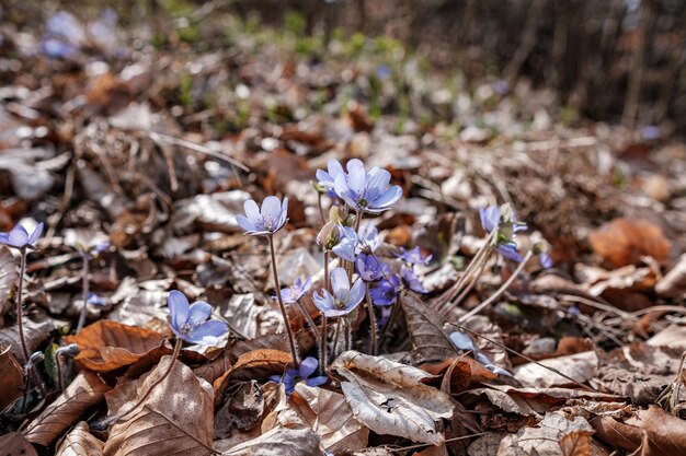 Wilde blauwe bloemen groeien op het bos