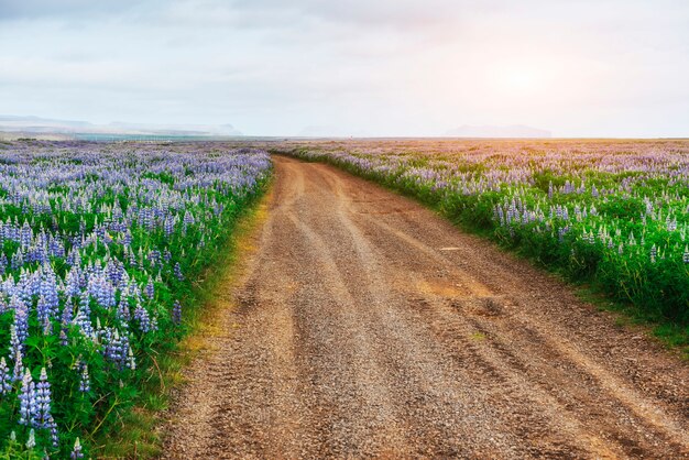 Wilde blauwe lupine bloeien in hoog gras in de zomer