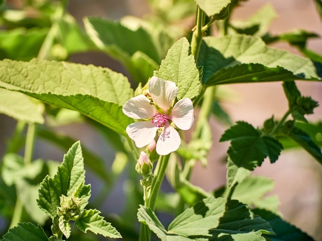 Wilde bloem Althaea officinalis in de tuin.