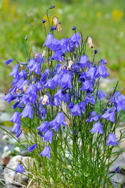 Wilde bloem Canterbury klokken campanula