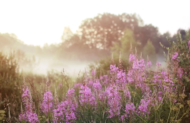 Wilde bloem in mist bij zonsondergang