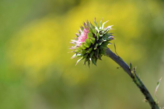 Wilde bloem in Patagonië La Pampa Argentinië