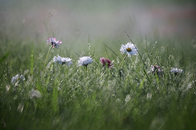 Wilde bloem. Kleine bloemen op een groene weide lente.