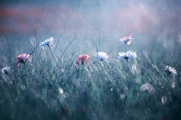 Wilde bloem. Kleine bloemen op een groene weide lente.