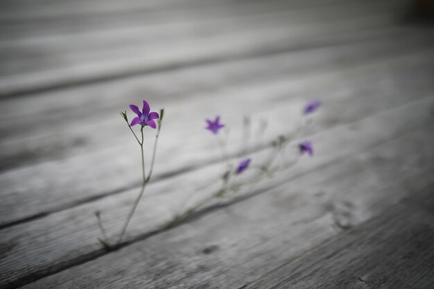 Wilde bloem. Kleine bloemen op een groene weide lente.