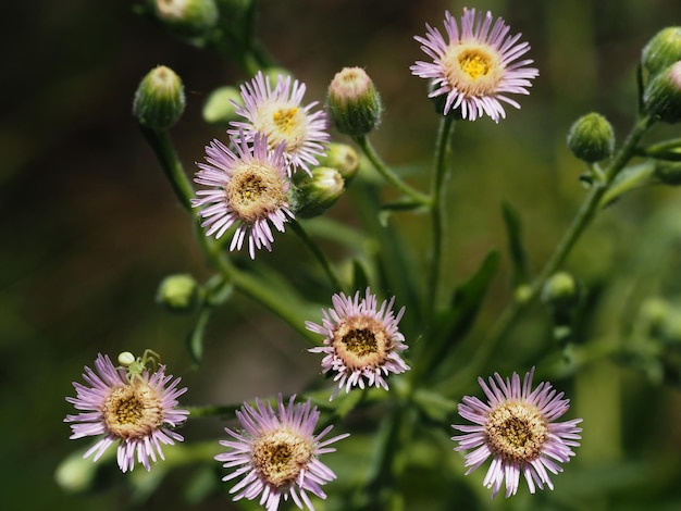 wilde bloem op een zomerweide