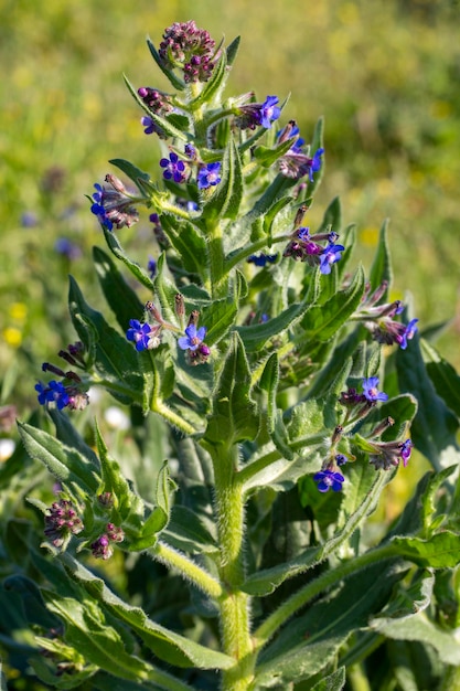 Wilde bloem; Wetenschappelijke naam; anchusa italica