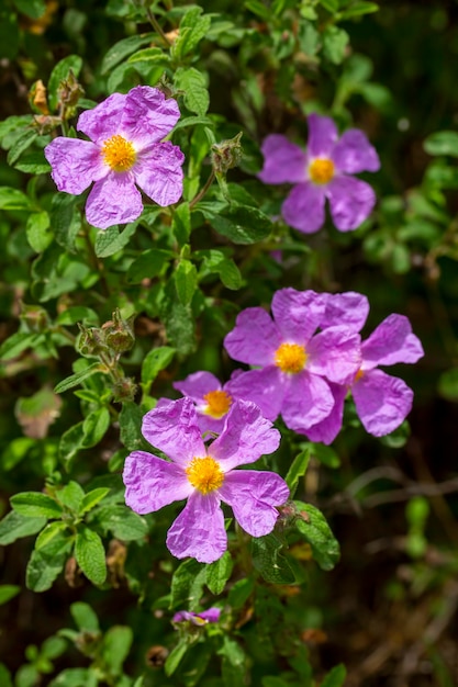 Wilde bloem, wetenschappelijke naam; cistus