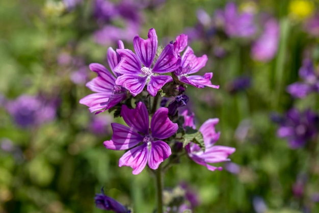 Wilde bloem, wetenschappelijke naam; Malva sylvestris