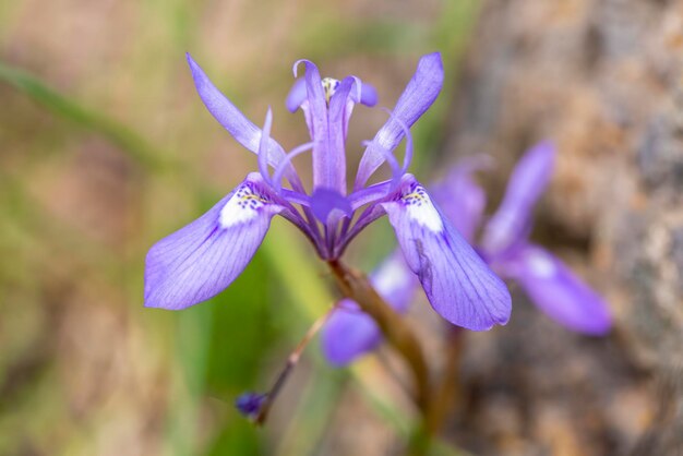 Wilde bloem, wetenschappelijke naam; moraea sisyrinchium