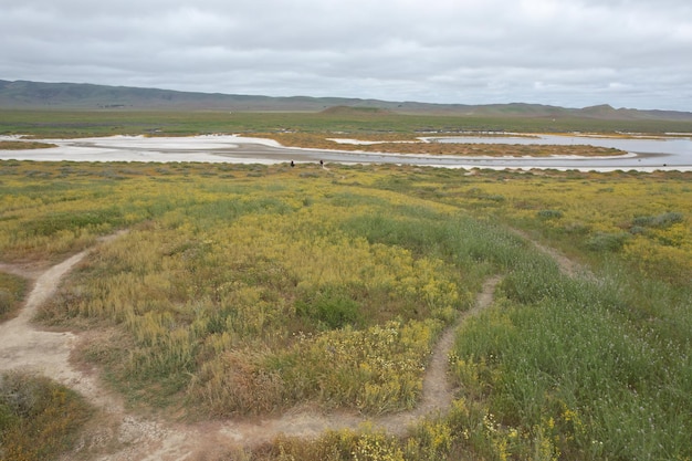 Wilde bloemen bij Carrizo Plain National Monument en Soda-meer
