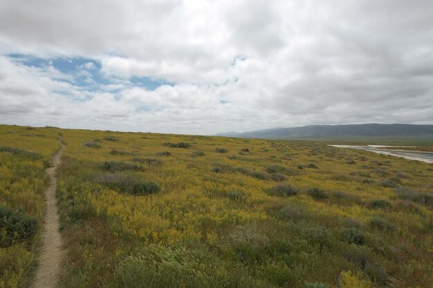 Wilde bloemen bij Carrizo Plain National Monument en Soda-meer