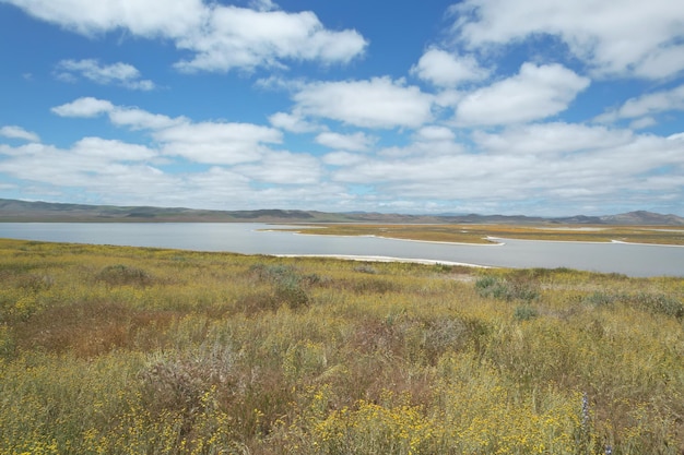 Wilde bloemen bij carrizo plain national monument en soda-meer